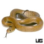Blacktail Cribo For Sale - Underground Reptiles