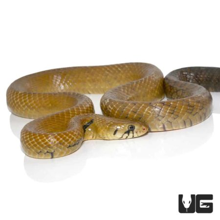 Blacktail Cribo For Sale - Underground Reptiles