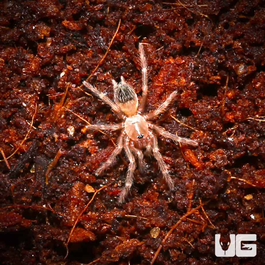 Brazilian Black Tarantula For Sale Underground Reptiles