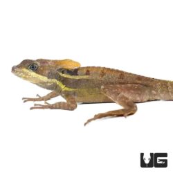 Brown Basilisks For Sale - Underground Reptiles