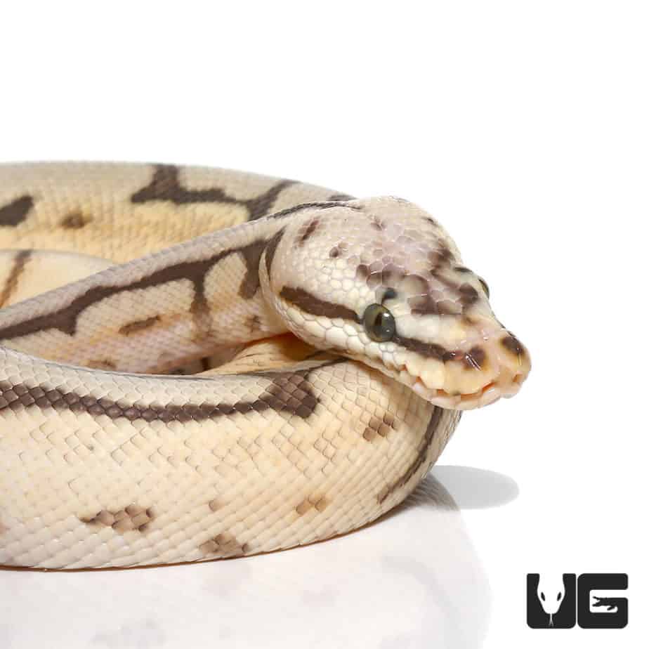 Bumblebee Calico Hypo Leopard Ball Python For Sale - Underground Reptiles