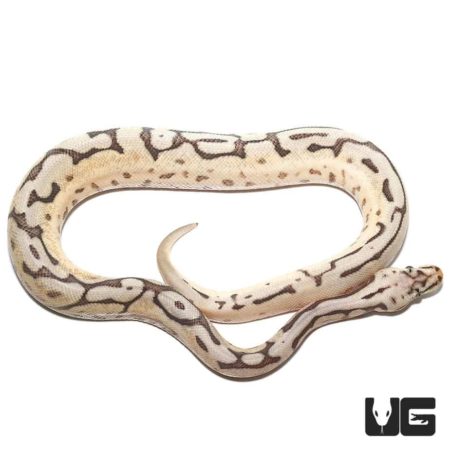 Baby Bumblebee Disco Hypo Leopard Ball Python For Sale - Underground Reptiles