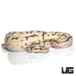Baby Bumblebee Disco Hypo Leopard Ball Python For Sale - Underground Reptiles