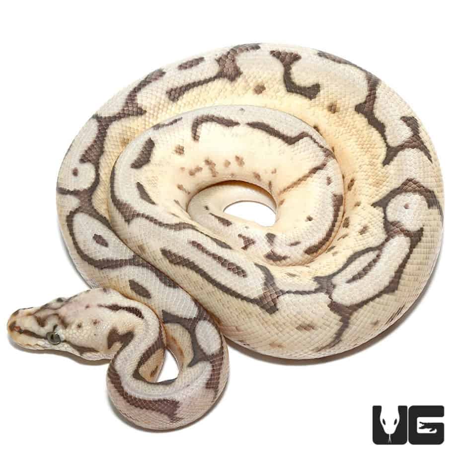 Ball Pythons For Sale Underground Reptiles