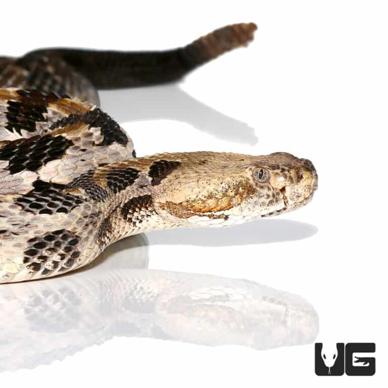 Canebrake Rattlesnakes (Crotalus horridus) For Sale Underground Reptiles