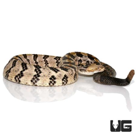 Canebrake Rattlesnake For Sale - Underground Reptiles