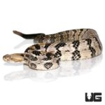 Canebrake Rattlesnake For Sale - Underground Reptiles