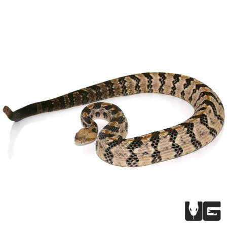 Canebrake Rattlesnake For Sale - Underground Reptiles
