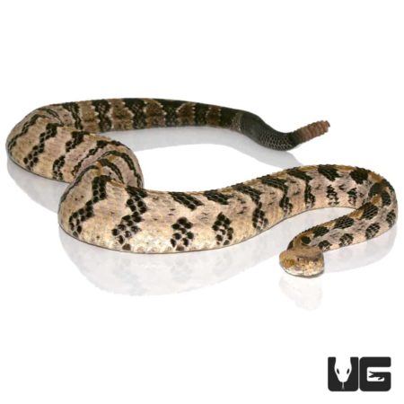 Canebrake Rattlesnake For Sale - Underground Reptiles
