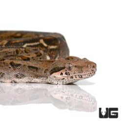 Baby Central American Poss Het T+ Leopard Boa For Sale - Underground Reptiles