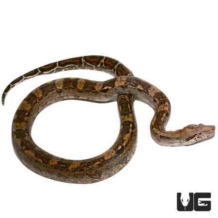 Baby Central American Poss Het T+ Leopard Boa For Sale - Underground Reptiles