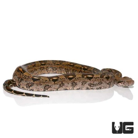 Baby Central American Poss Het T+ Leopard Boa For Sale - Underground Reptiles