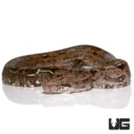 Baby Central American Poss Het T+ Leopard Boa For Sale - Underground Reptiles
