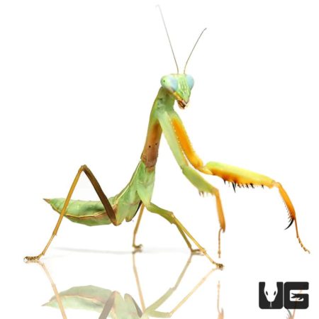 Chinese Golden Mantis For Sale - Underground Reptiles