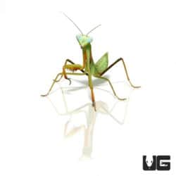 Chinese Golden Mantis For Sale - Underground Reptiles