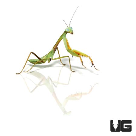 Chinese Golden Mantis For Sale - Underground Reptiles