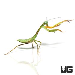 Chinese Golden Mantis For Sale - Underground Reptiles