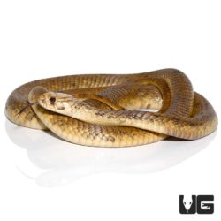 Egyptian Cobra For Sale - Underground Reptiles