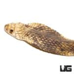 Egyptian Cobra FEgyptian Cobra For Sale - Underground Reptilesor Sale - Underground Reptiles