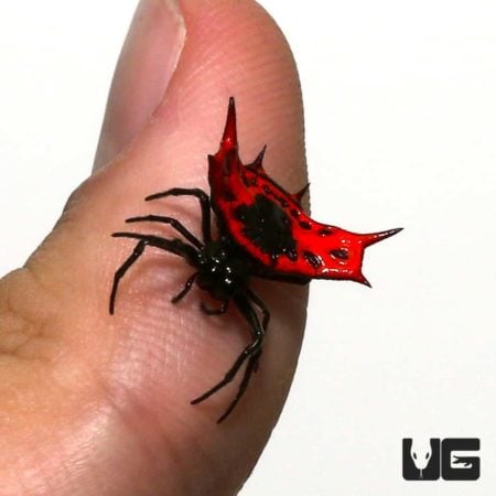 Flaming Crown Spider For Sale - Underground Reptiles