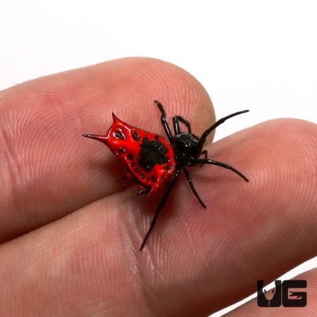 Flaming Crown Spider For Sale - Underground Reptiles