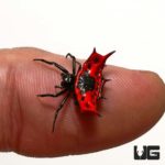 Flaming Crown Spider For Sale - Underground Reptiles