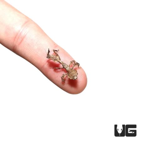 Ghost Mantis For Sale - Underground Reptiles