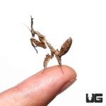 Ghost Mantis For Sale - Underground Reptiles