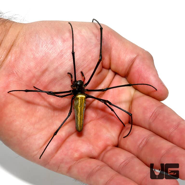 Giant Golden Orb Weaver (Nephila Pilipes) For Sale - Underground Reptiles