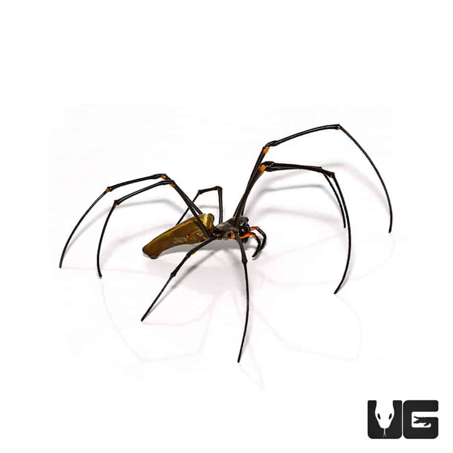 Giant Golden Orb Weaver (Nephila Pilipes) For Sale - Underground Reptiles