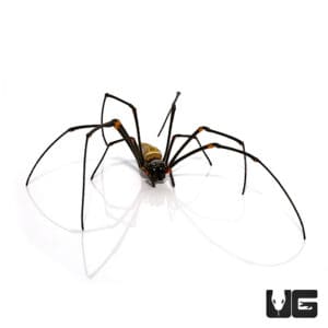 Giant Golden Orb Weaver Nephila Pilipes For Sale Underground Reptiles   Ug Giant Golden Orb Weaver 3 300x300 