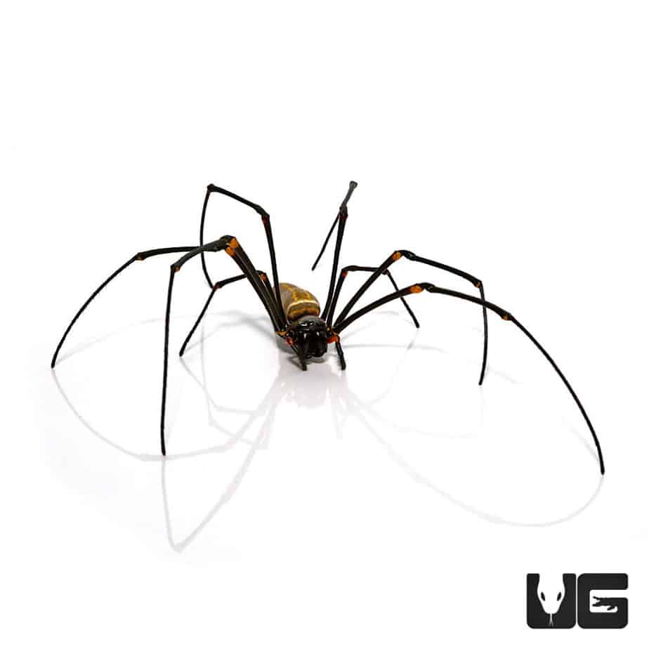 Giant Golden Orb Weaver (Nephila Pilipes) For Sale - Underground Reptiles