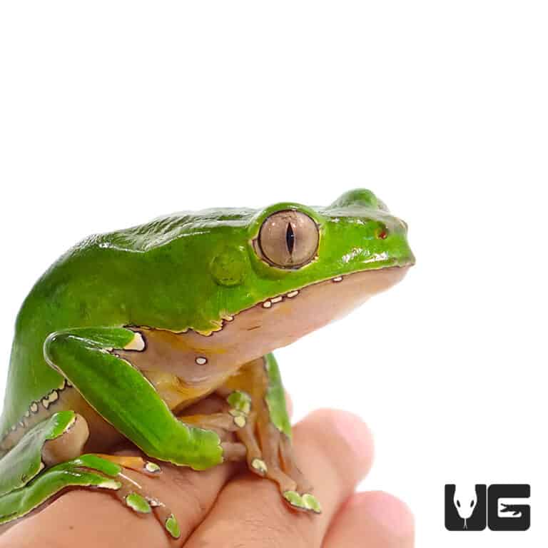 Giant Waxy Monkey Tree Frog (Phyllomedusa bicolor) For Sale Underground Reptiles