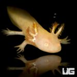 Golden Albino Axolotls For Sale - Underground Reptiles