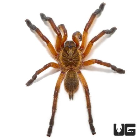Golden Blue Leg Baboon Tarantula For Sale - Underground Reptiles