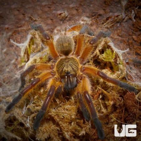 Golden Blue Leg Baboon Tarantula For Sale - Underground Reptiles
