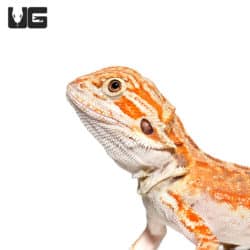 Baby Golden Graham Bearded Dragons (Pogona vitticeps) For Sale - Underground Reptiles