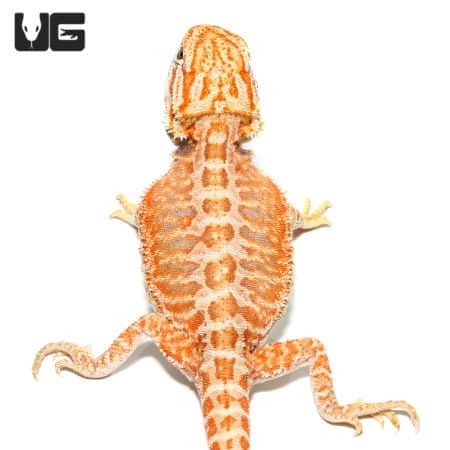 Baby Golden Graham Bearded Dragons (Pogona vitticeps) For Sale - Underground Reptiles