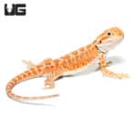 Baby Golden Graham Bearded Dragons (Pogona vitticeps) For Sale - Underground Reptiles