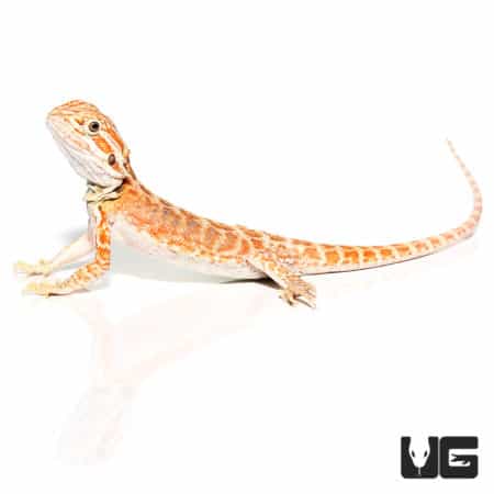 Baby Golden Graham Bearded Dragons (Pogona vitticeps) For Sale - Underground Reptiles