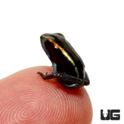 Golfodulcean Dart Frog For Sale - Underground Reptiles
