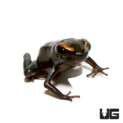 Golfodulcean Dart Frog For Sale - Underground Reptiles
