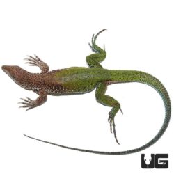 Green Amievas For Sale - Underground Reptiles