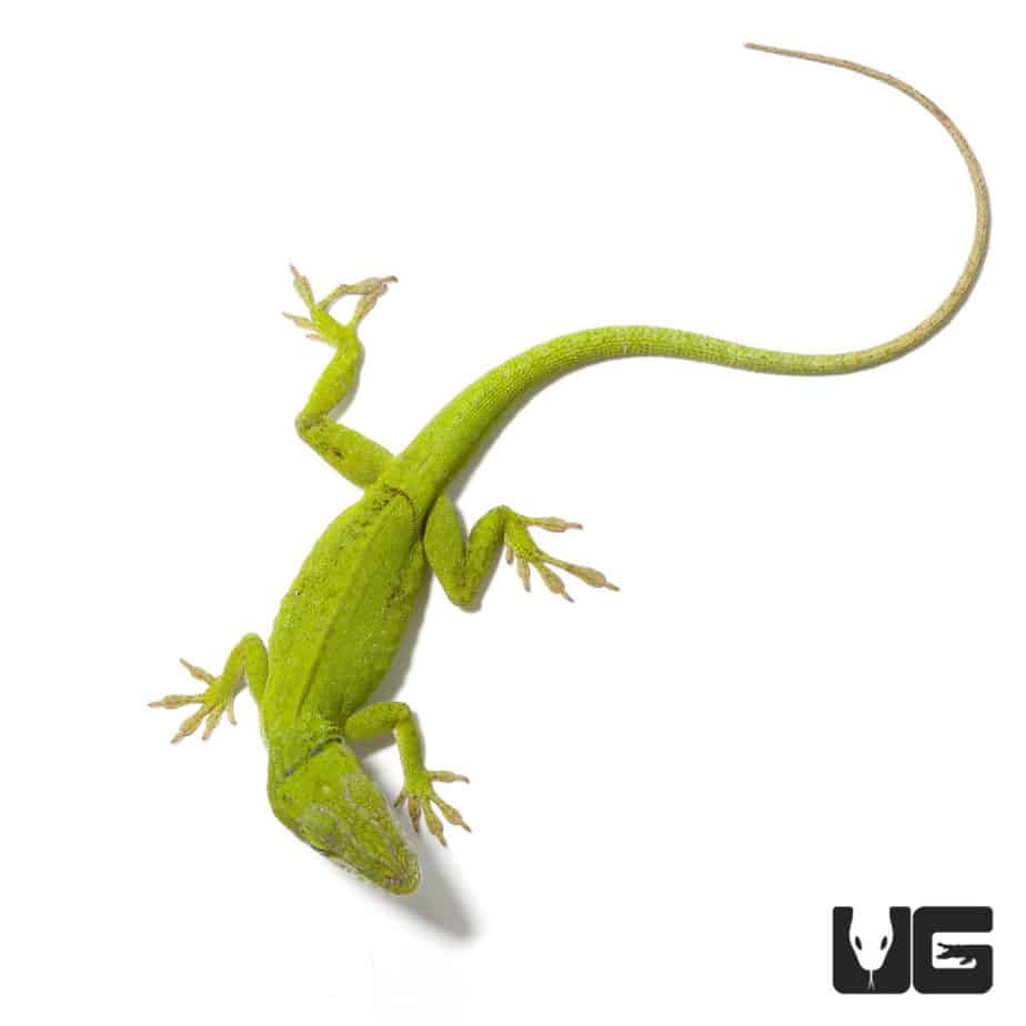 Green Anoles (Anolis carolinensis) For Sale Underground Reptiles