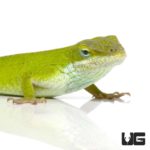 Green Anoles For Sale - Underground Reptiles