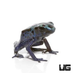 Green Sipaliwini Dart Frogs For Sale - Underground Reptiles
