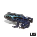 Green Sipaliwini Dart Frogs For Sale - Underground Reptiles