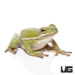 Green Tree Frogs For Sale - Underground Reptiles