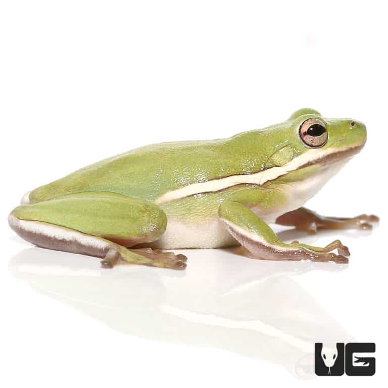 Green Tree Frogs (Hyla cinerea) For Sale Underground Reptiles