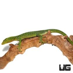 Green Tree Monitors For Sale - Underground Reptiles